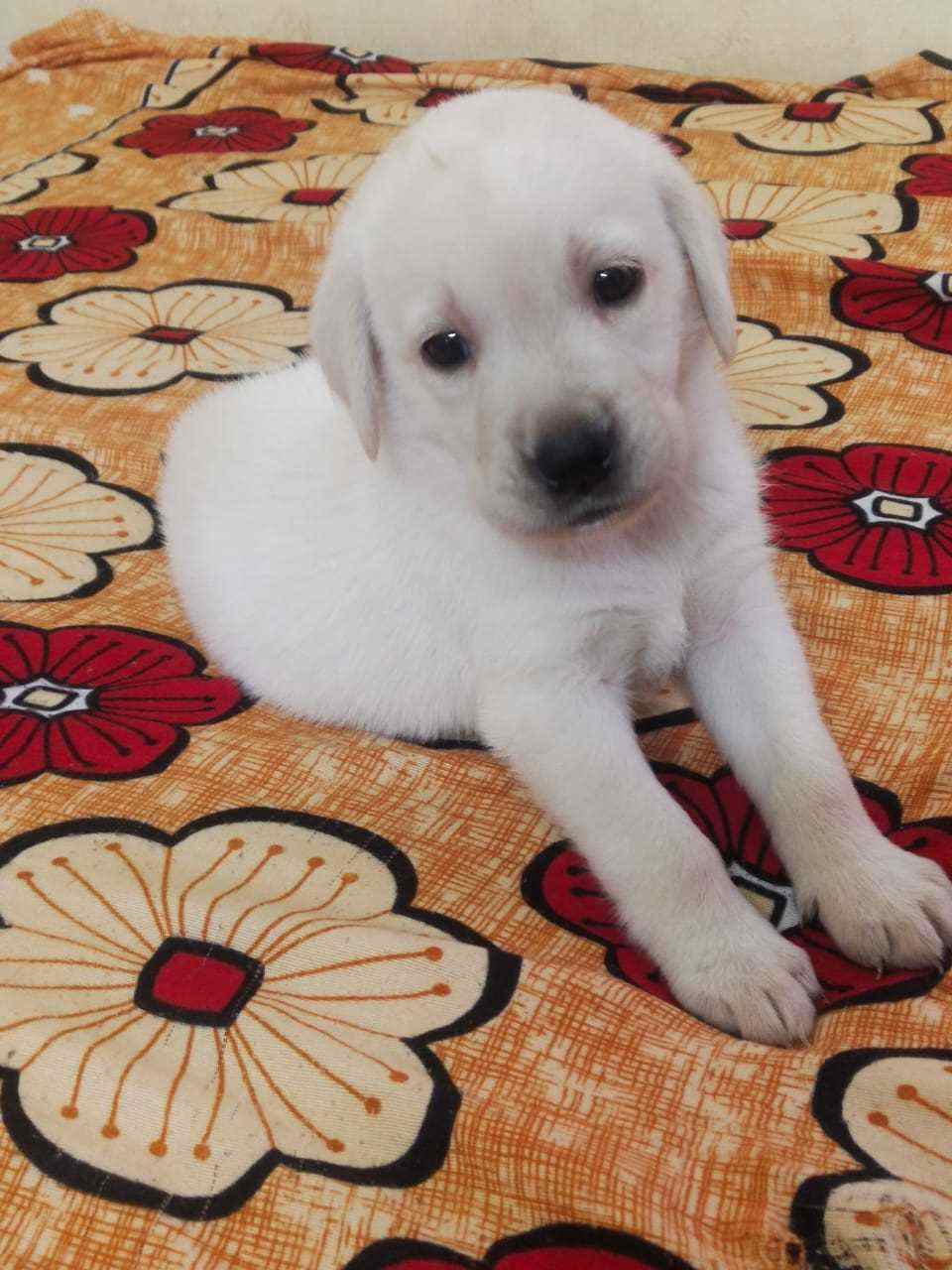 Labrador Retriever For Sale In Salem