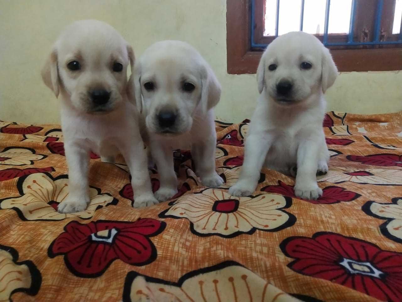 Labrador Retriever For Sale In Salem