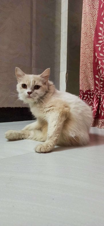 Persian Dogs For Mating In Mumbai