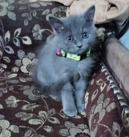 Persian For Sale In Margao