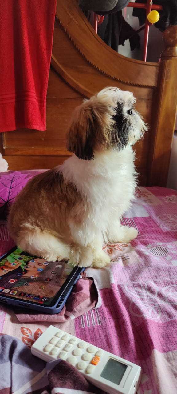 Shih Tzu Dogs For Mating In Ernakulam