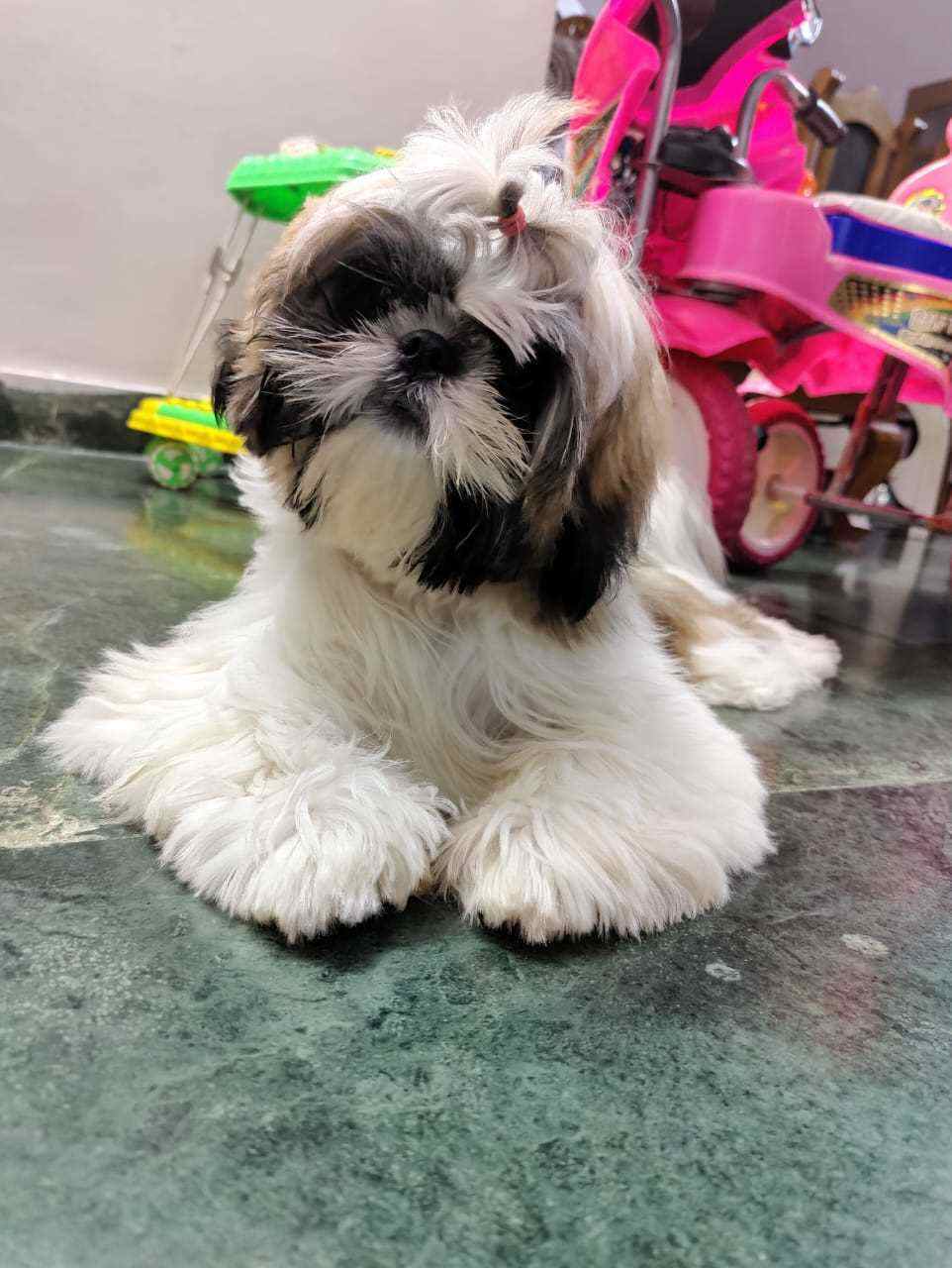 Shih Tzu Dogs For Mating In Ernakulam