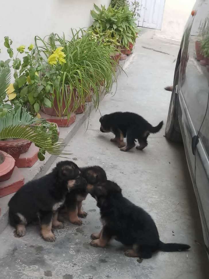 German Shepherd For Sale In Allahabad