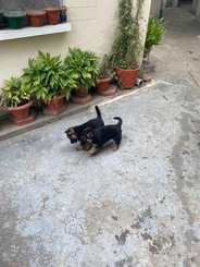 German Shepherd For Sale In Allahabad