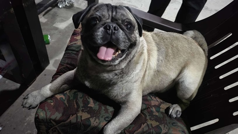 Pug Dogs For Mating In Lucknow