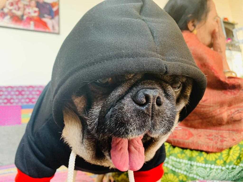 Pug Dogs For Mating In Lucknow