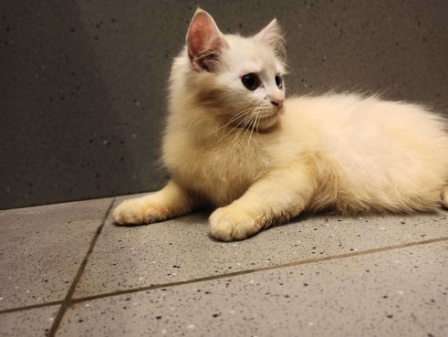 Persian For Sale In Ernakulam
