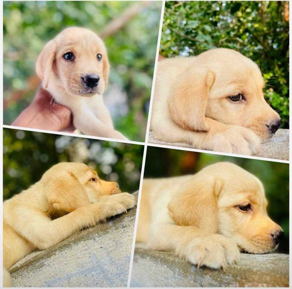 Labrador Retriever For Sale In Kurnool