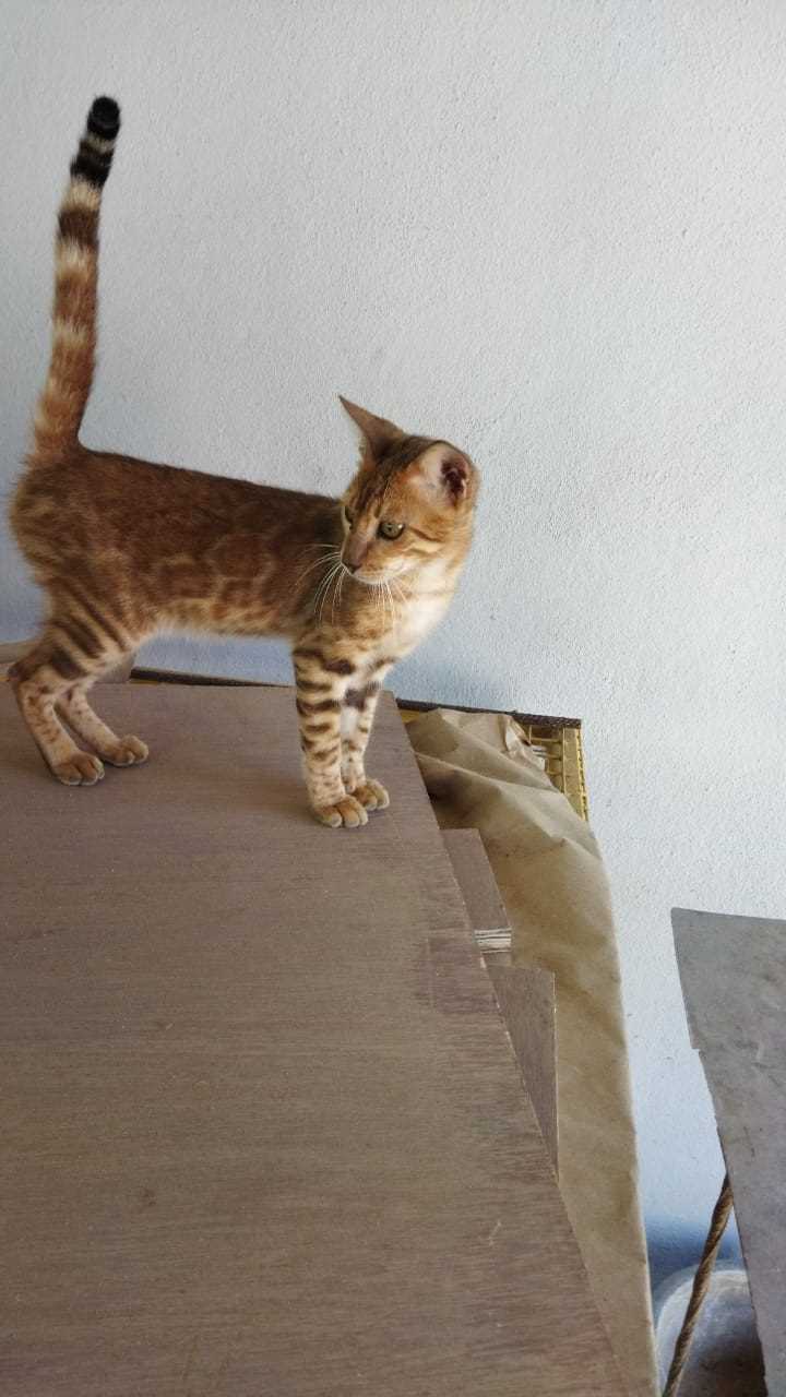 Bengal For Sale In Karwar