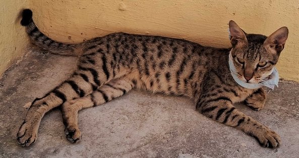 Indian Breed For Adoption In Dehradun