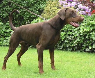 Doberman Dogs For Mating In Guntur