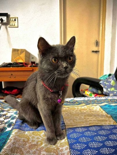British Shorthair Dogs For Mating In Pune