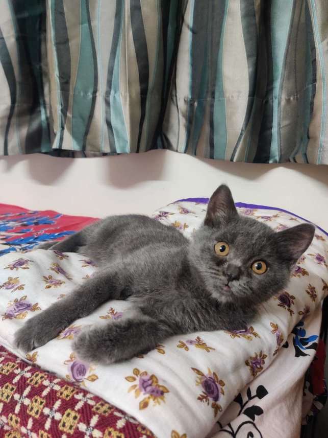 British Shorthair Dogs For Mating In Pune