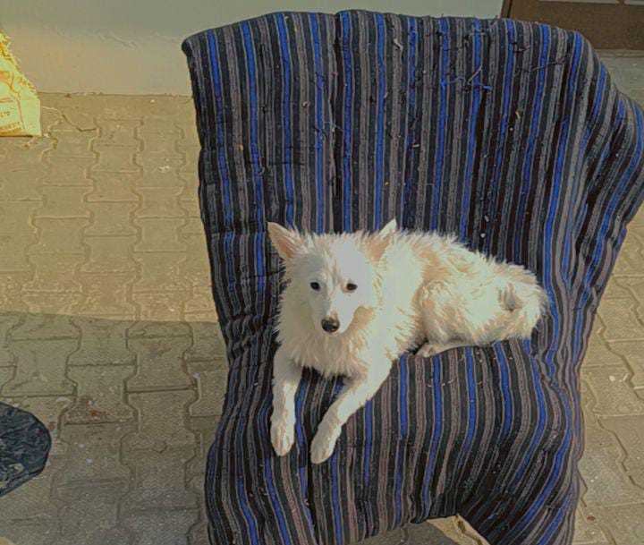 German Spitz For Adoption In Mohali