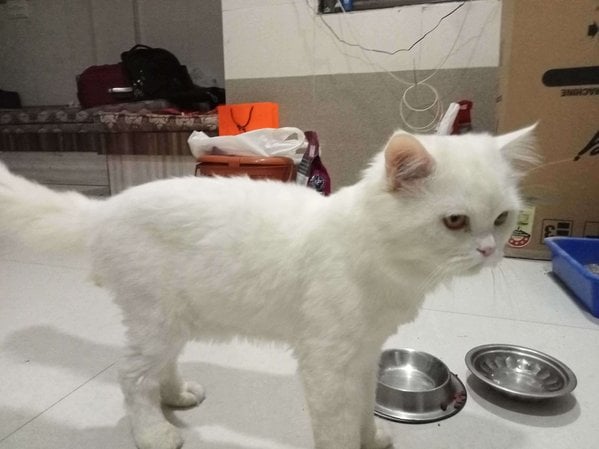 Persian Dogs For Mating In Ahmedabad