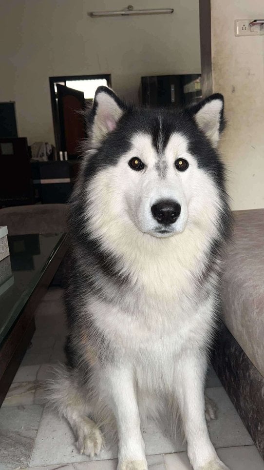Siberian Husky Dogs For Mating In Ludhiana
