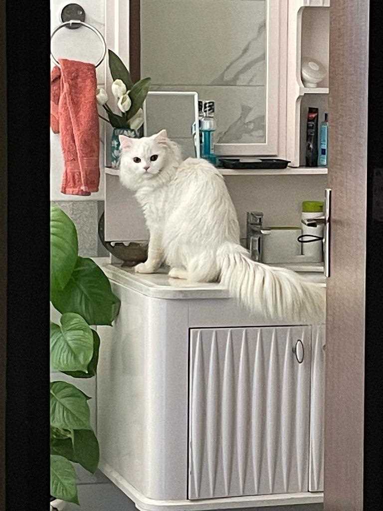 Persian For Sale In Gurgaon