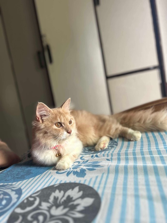 Persian For Sale In Vadodara
