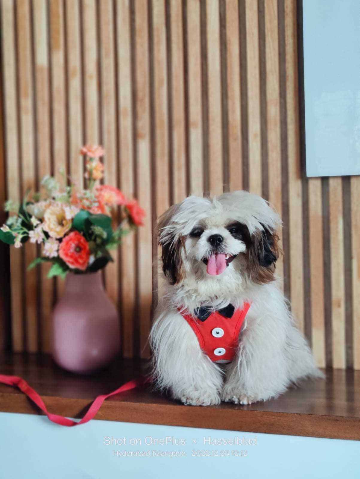 Shih Tzu Dogs For Mating In Hyderabad