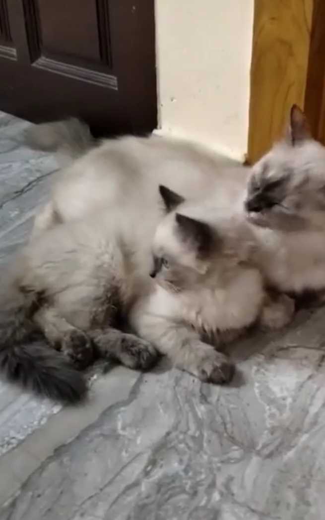 Himalayan Dogs For Mating In Chennai