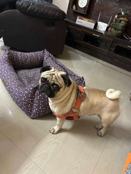 Pug Dogs For Mating In Hyderabad