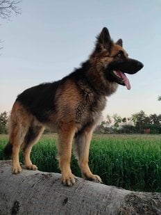 German Shepherd Dogs For Mating In Delhi