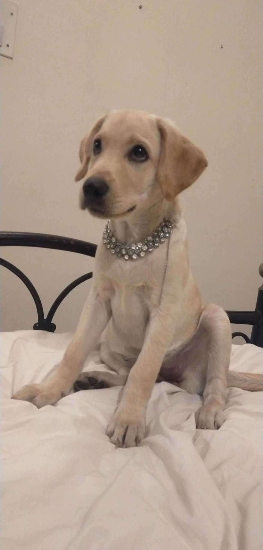 Labrador Retriever Dogs For Mating In Bangalore