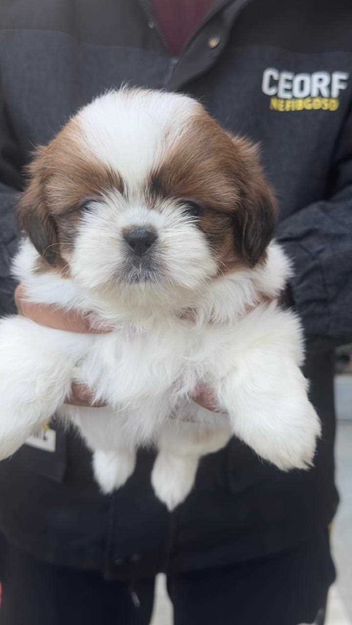 Shih Tzu For Sale In Bhopal