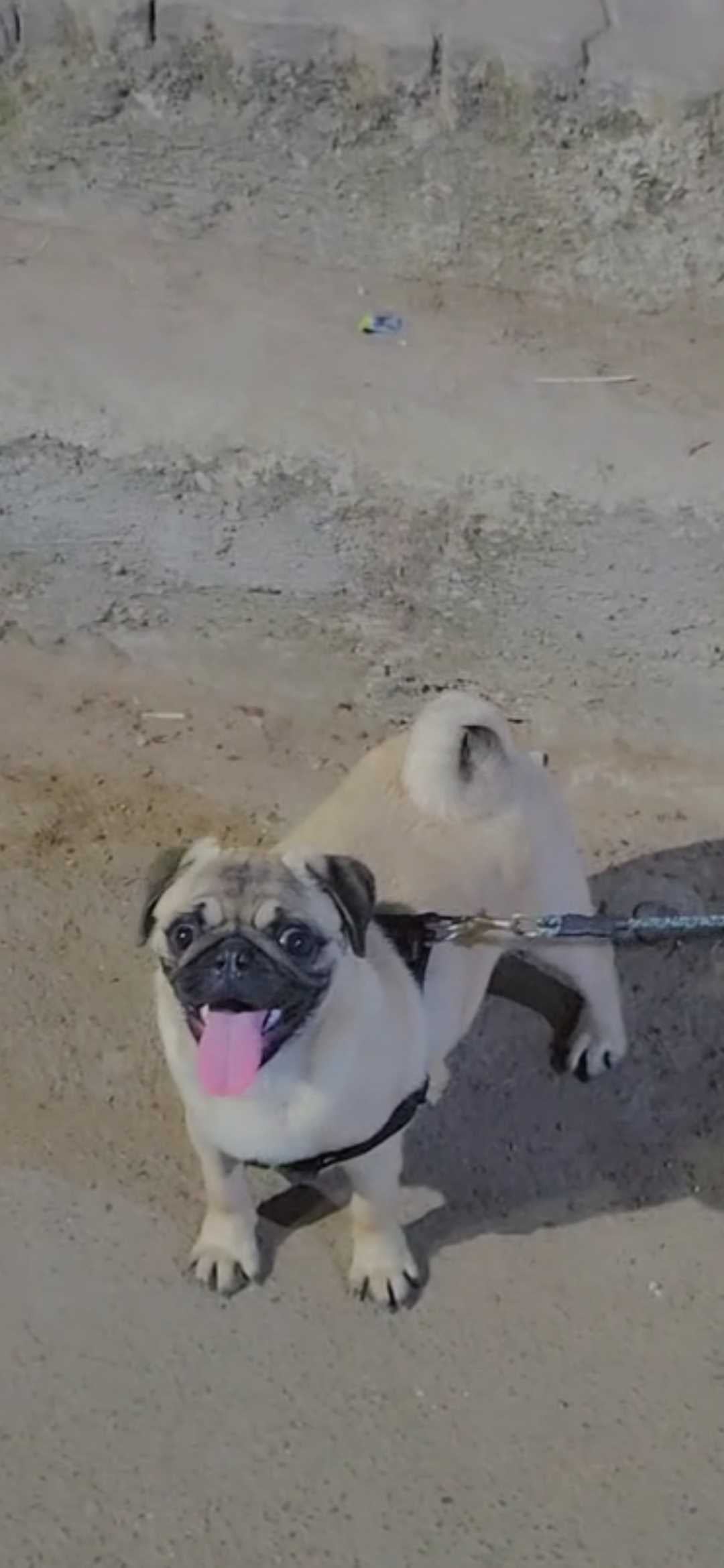 Pug For Sale In Pune