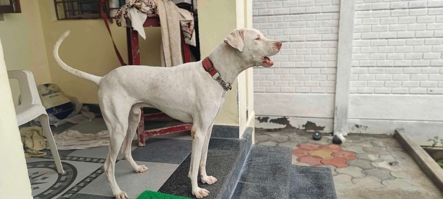 Rajapalayam Dogs For Mating In Ariyalur