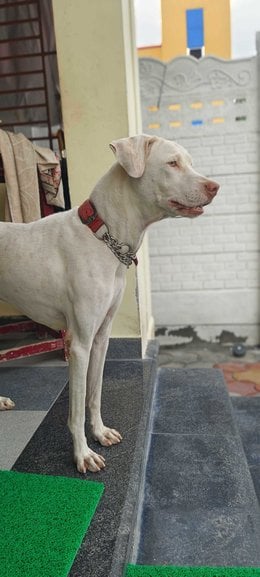 Rajapalayam Dogs For Mating In Ariyalur