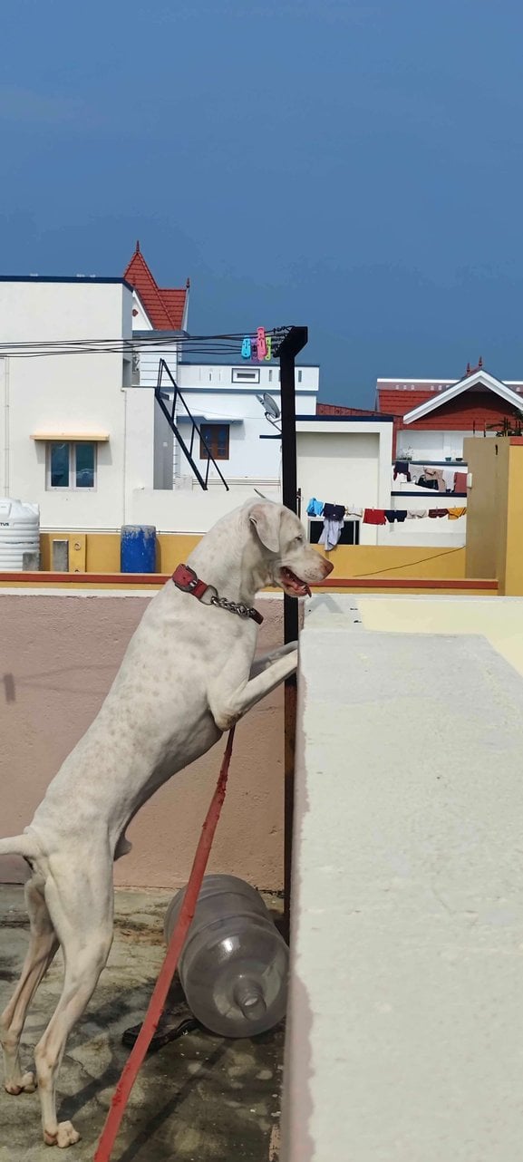 Rajapalayam Dogs For Mating In Ariyalur