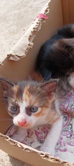 Persian For Adoption In Bhubaneswar