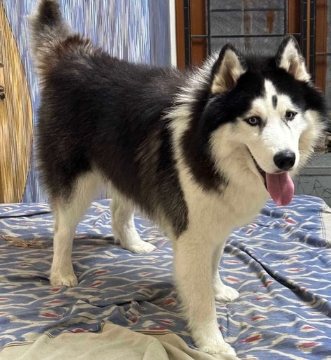Siberian Husky Dogs For Mating In Hyderabad