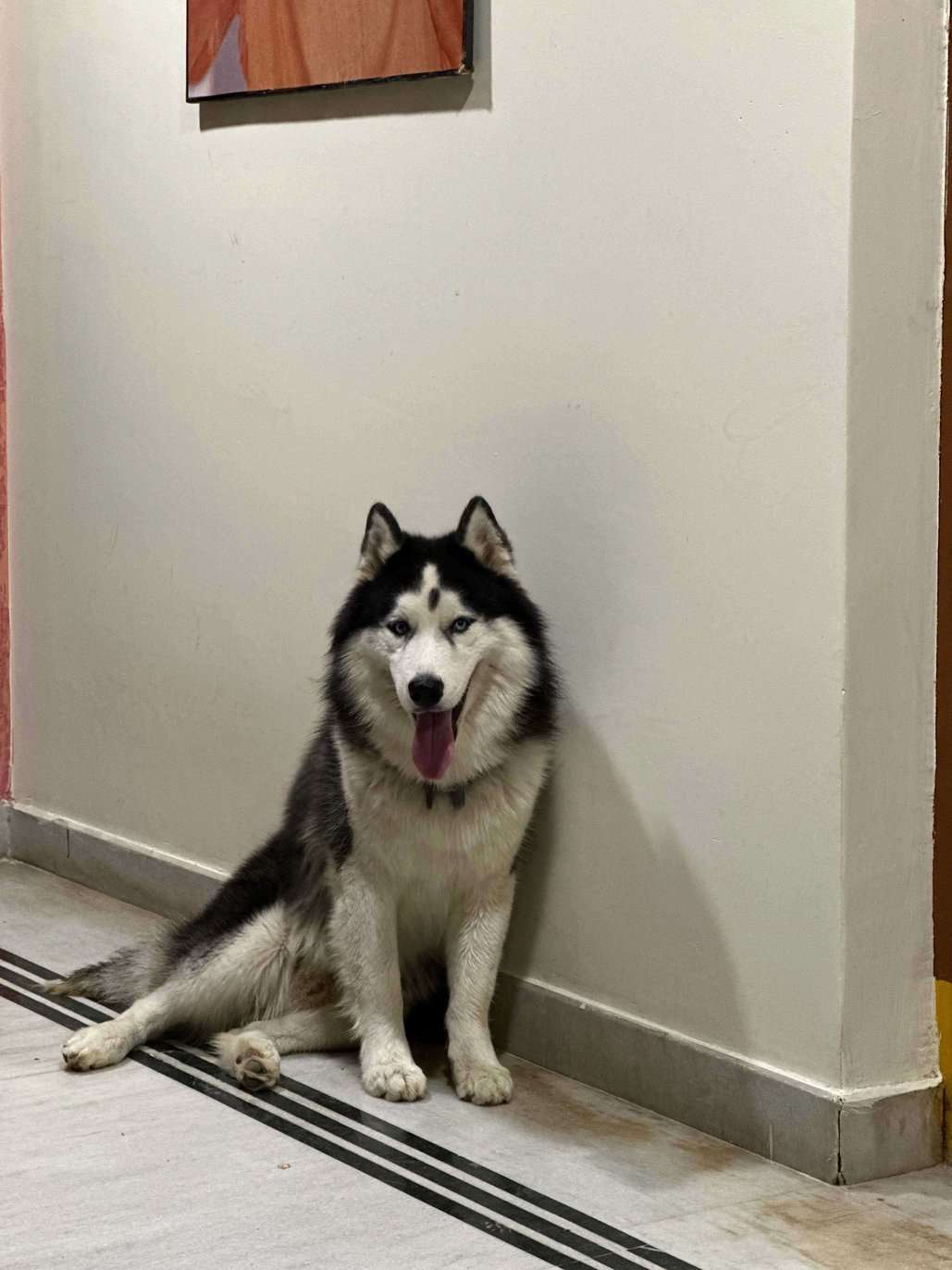 Siberian Husky Dogs For Mating In Hyderabad