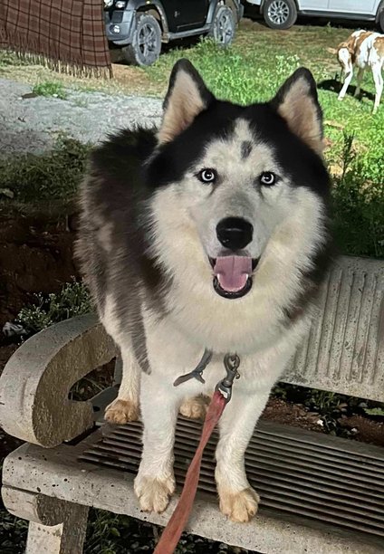 Siberian Husky Dogs For Mating In Hyderabad