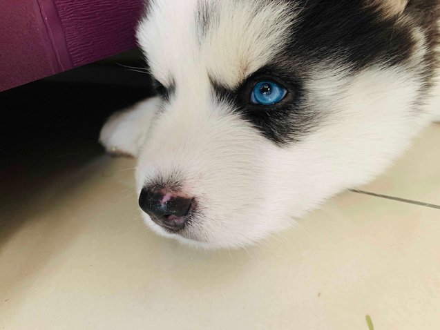 Siberian Husky Dogs For Mating In Hyderabad