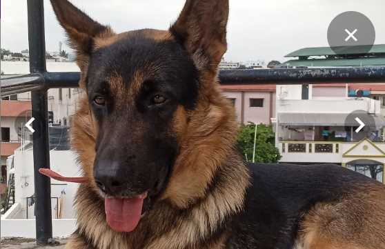 German Shepherd Dogs For Mating In Bangalore