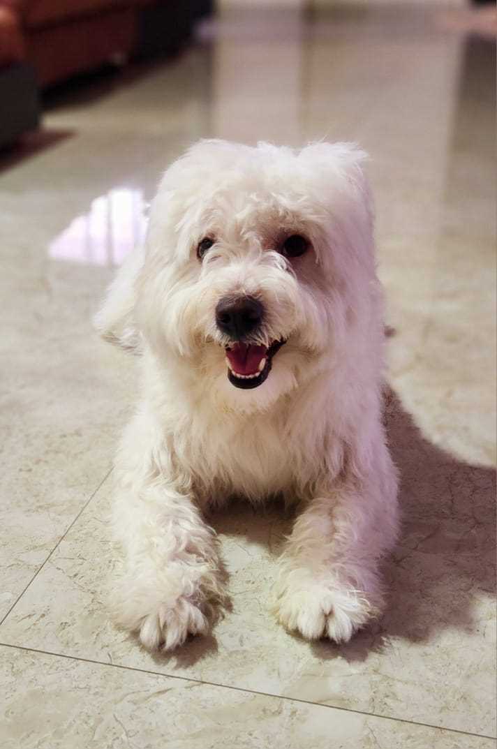 Lhasa Apso Dogs For Mating In Jabalpur