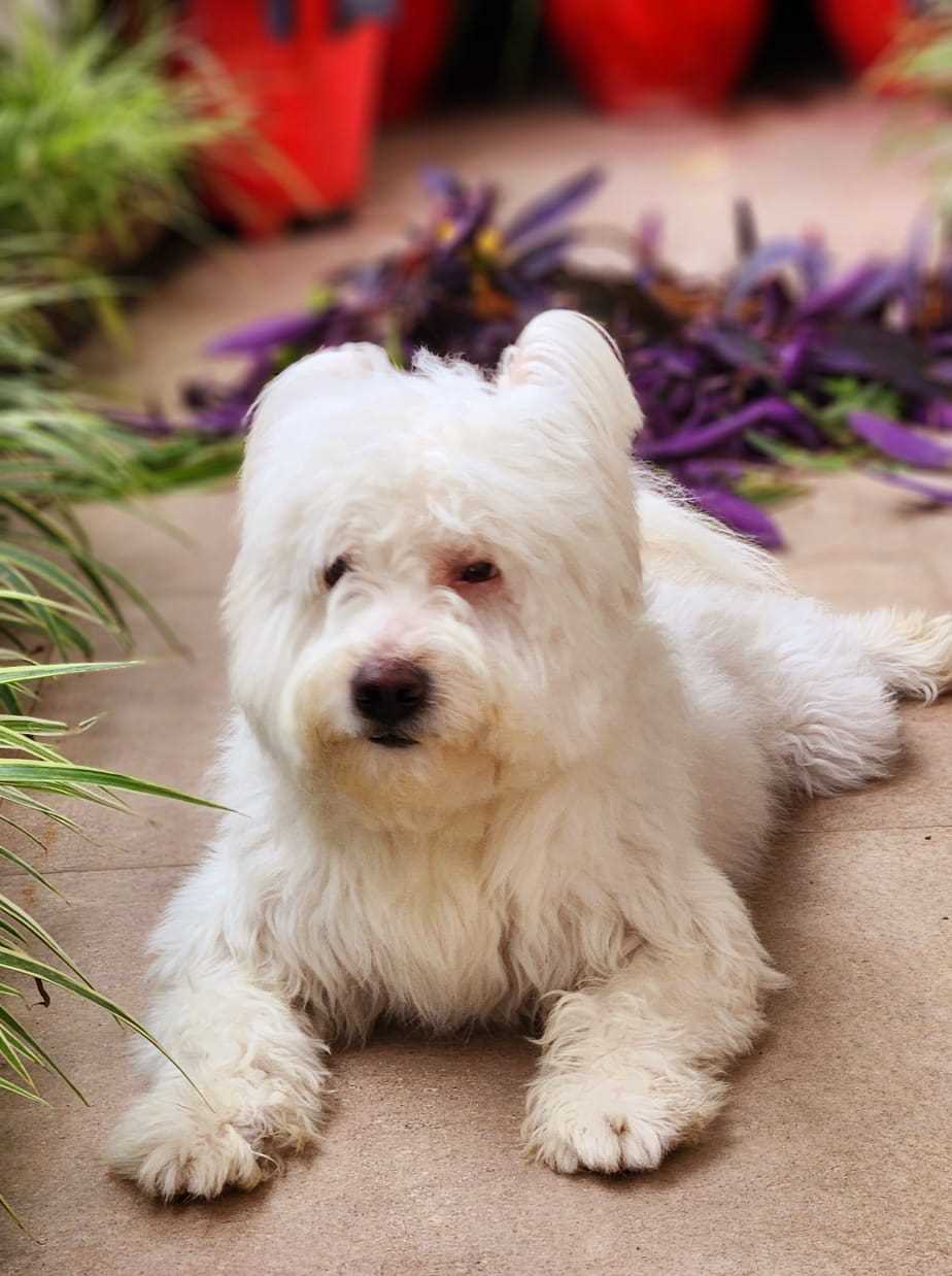 Lhasa Apso Dogs For Mating In Jabalpur