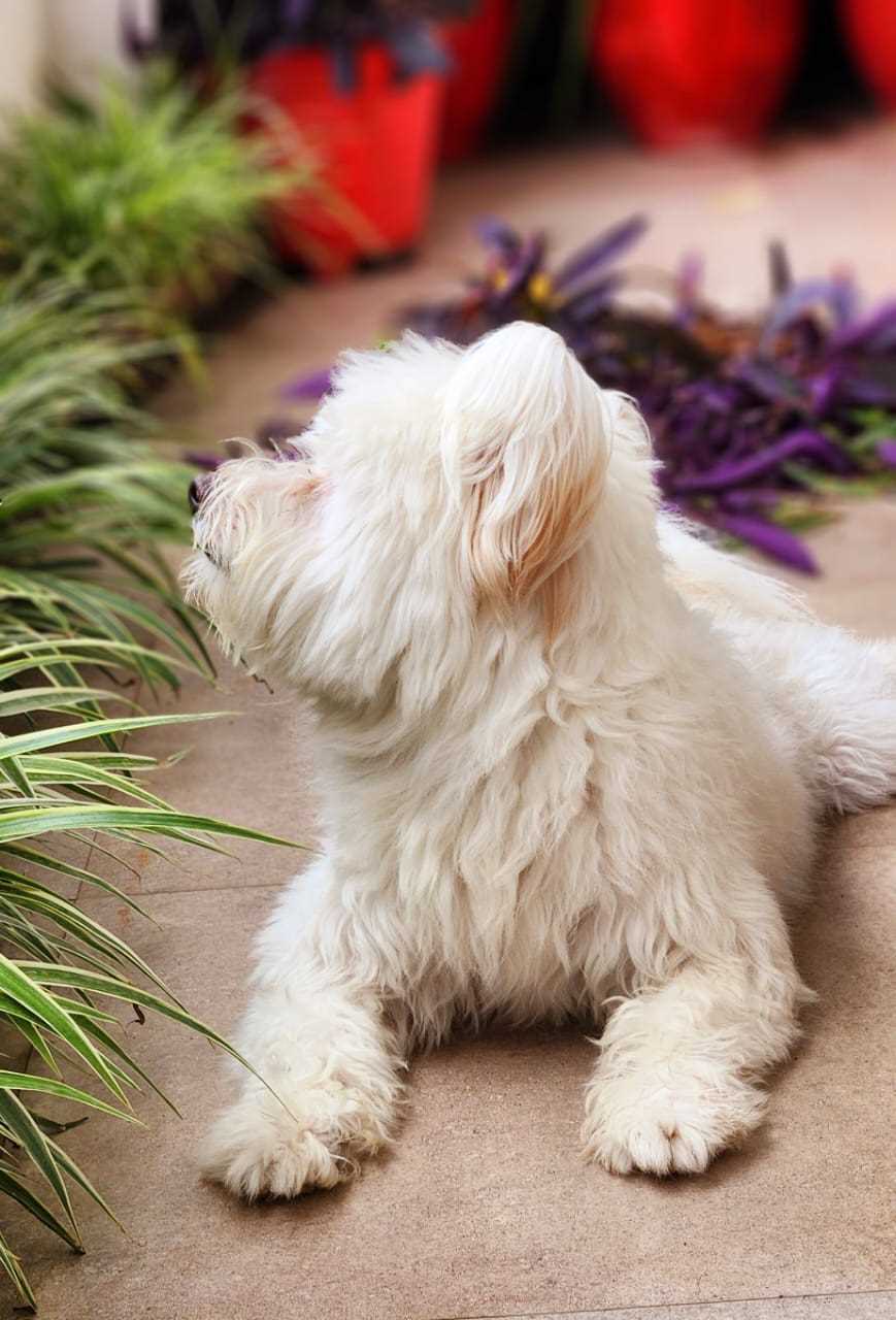 Lhasa Apso Dogs For Mating In Jabalpur