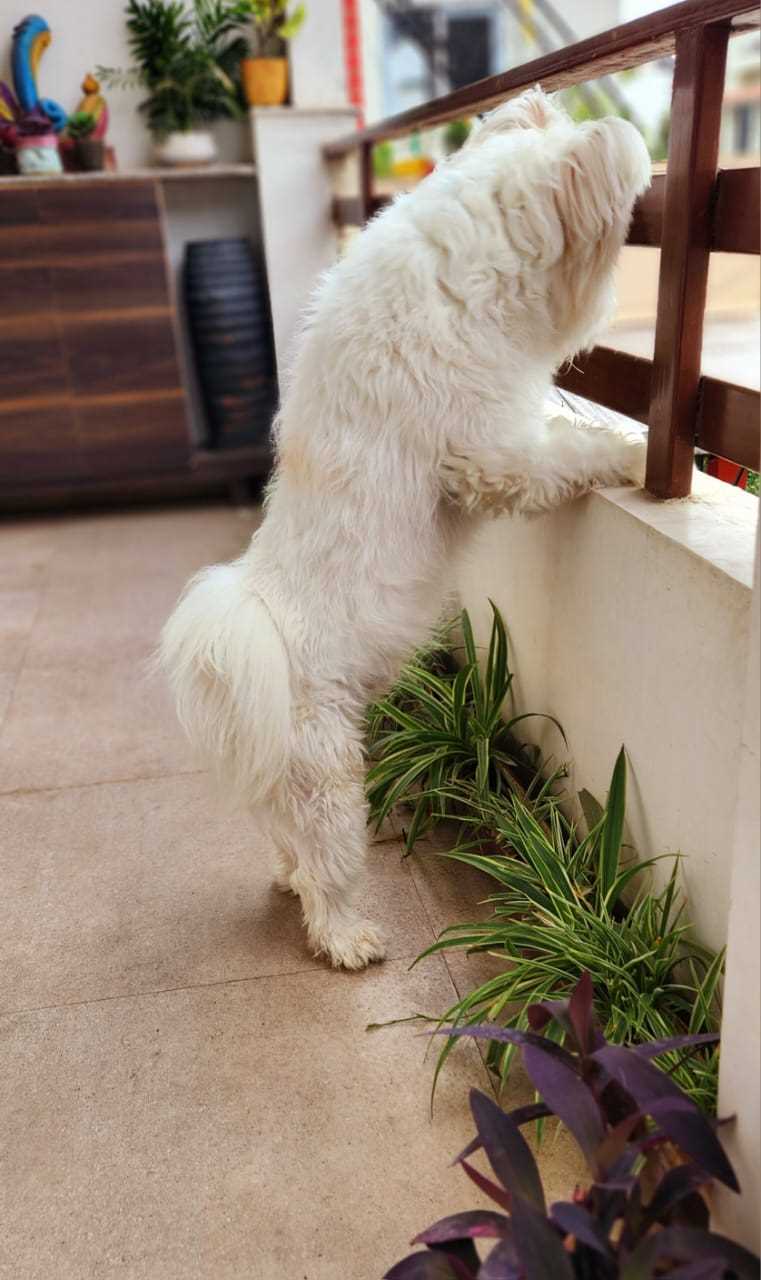 Lhasa Apso Dogs For Mating In Jabalpur