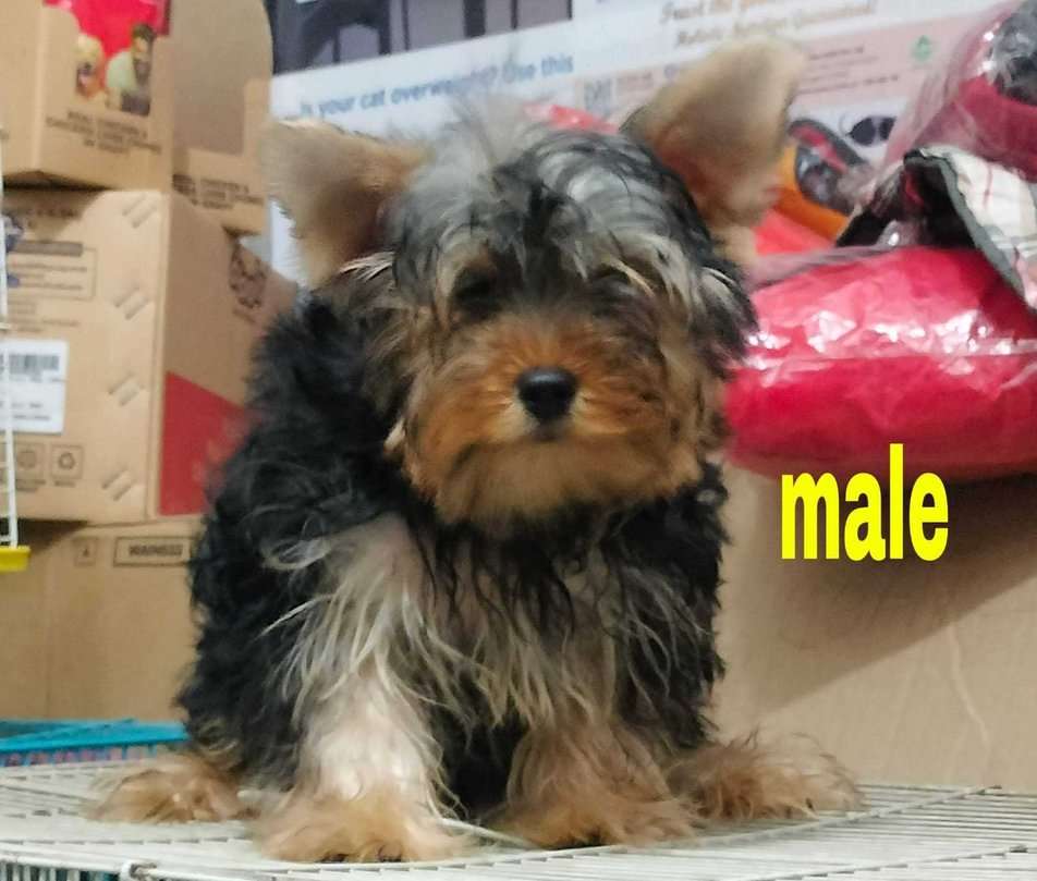 Yorkshire Terrier For Sale In Faridabad