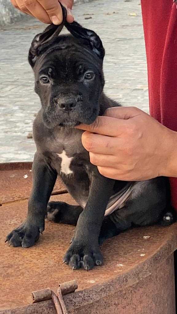 Cane Corso For Sale In Ahmedabad