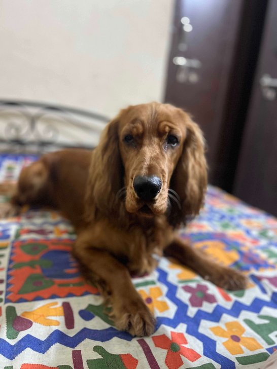 American Cocker Spaniel For Adoption In Secunderabad