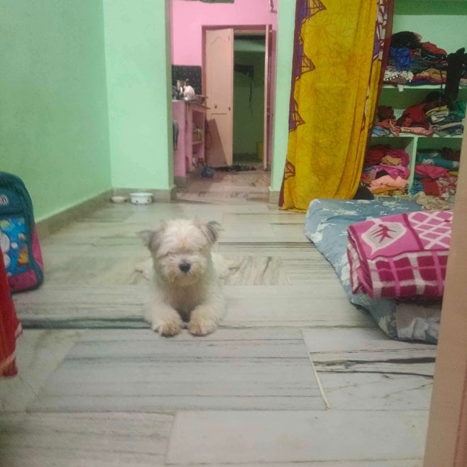 Shih Tzu Dogs For Mating In Vijayawada