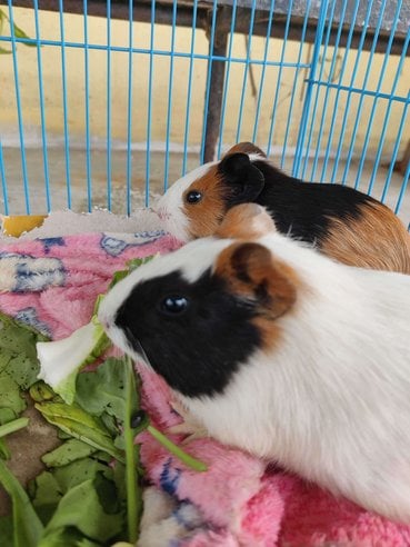 Guinea Pigs For Adoption In Bhopal