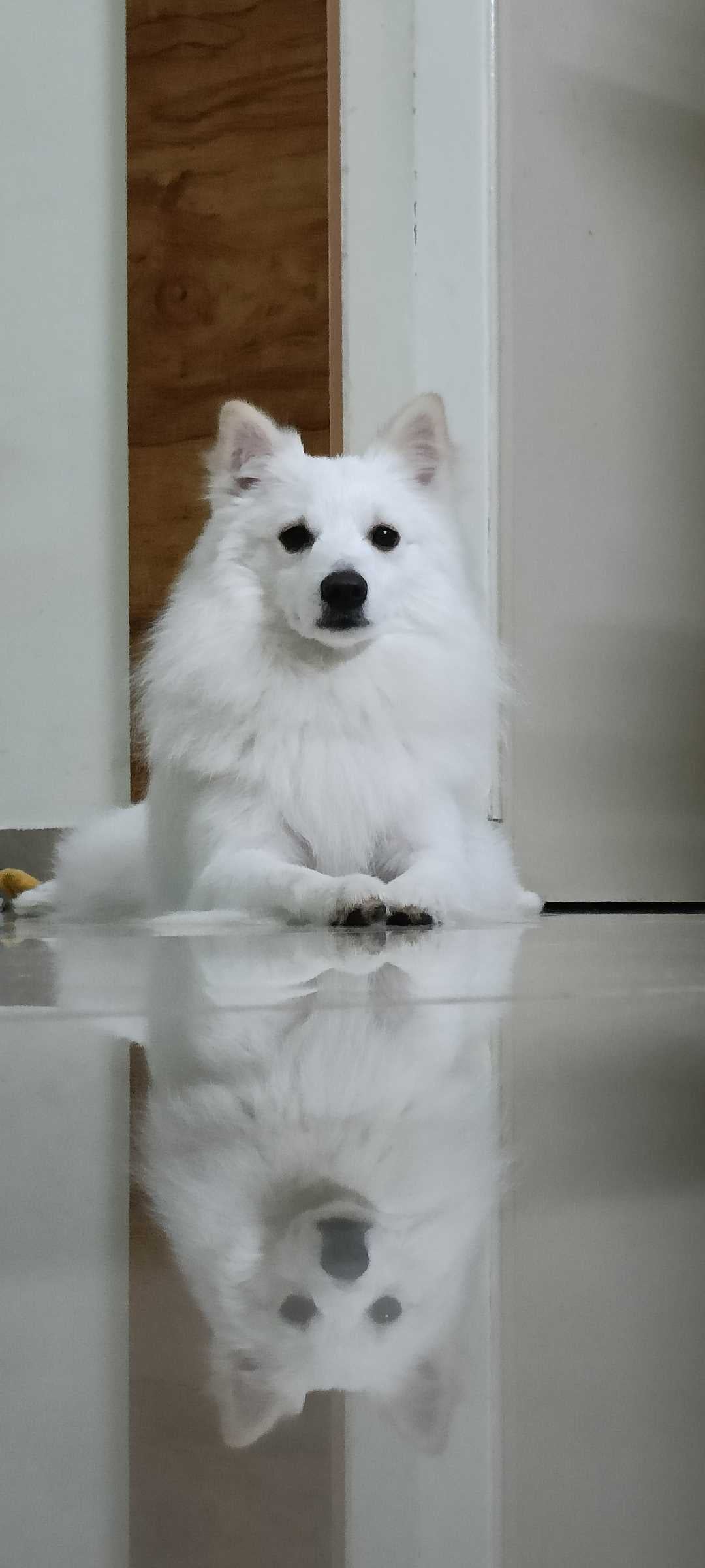 German Spitz Dogs For Mating In Bangalore