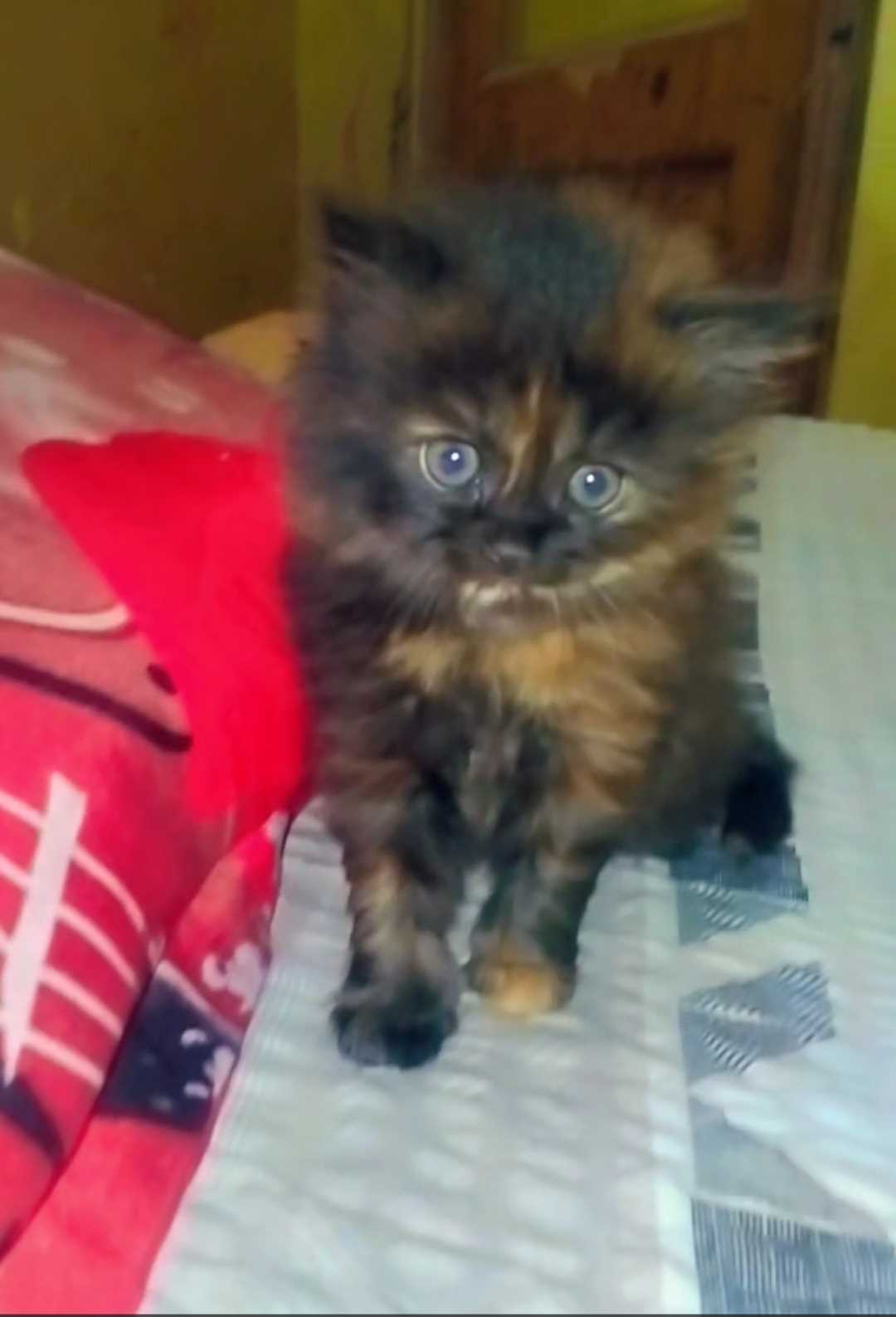 Calico For Sale In Delhi