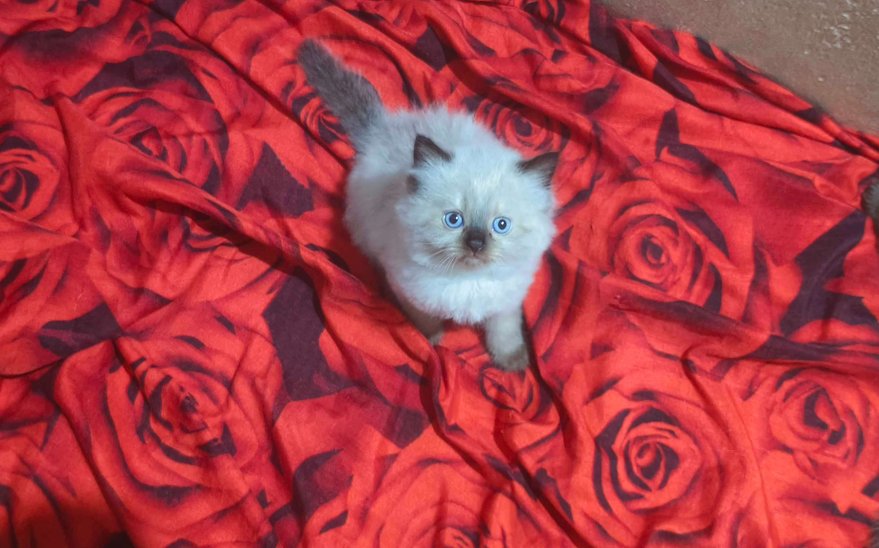 Himalayan For Sale In Thiruvananthapuram